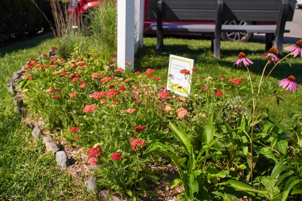 native plants