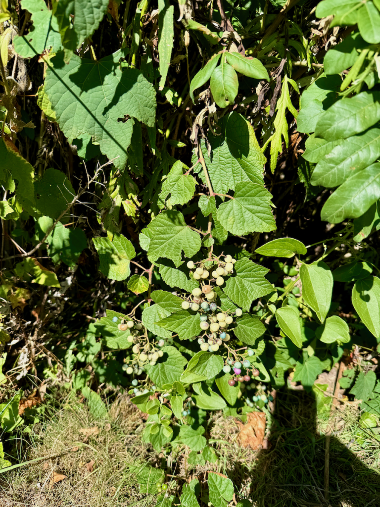 porcelainberry