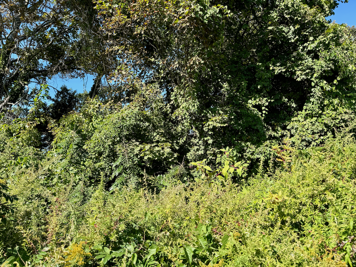 Remove Your Porcelainberry!
