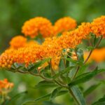 butterfly milkweed