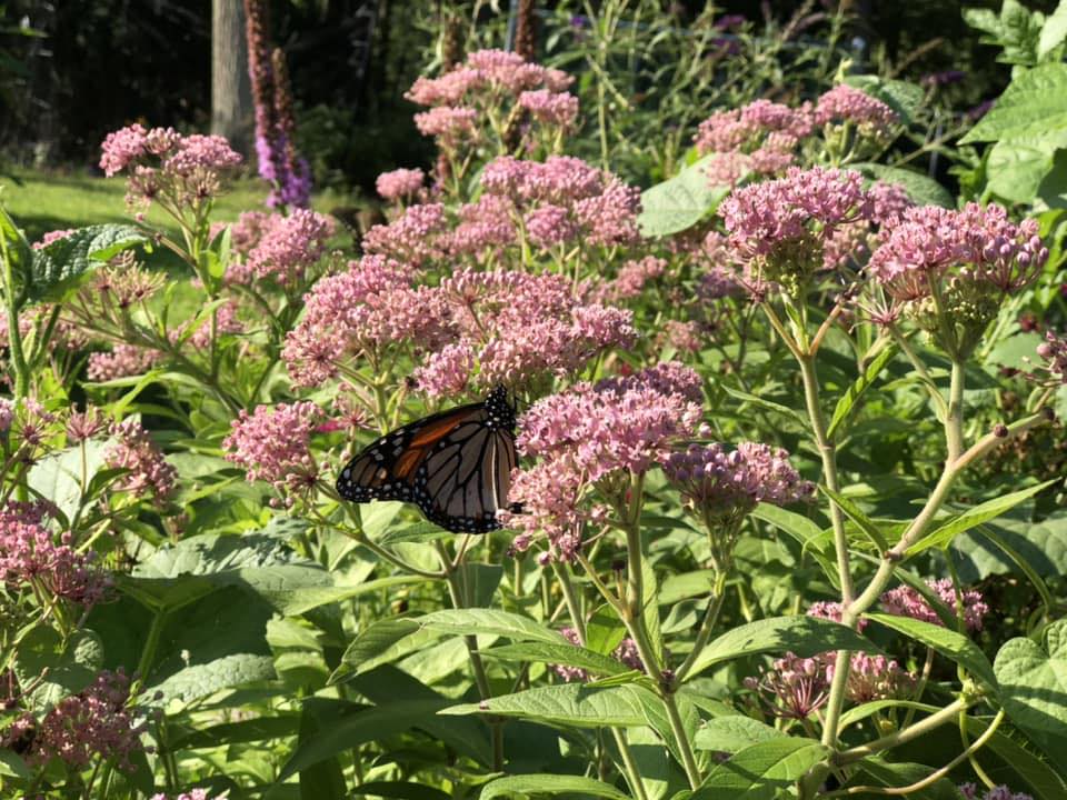 Buy Tyska Native Plants At Plantstock!