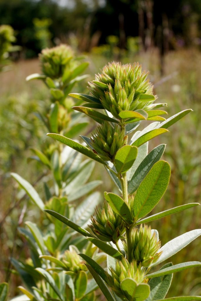 native plants