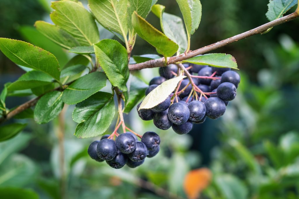 Black Chokeberry hanging from a tree branch
