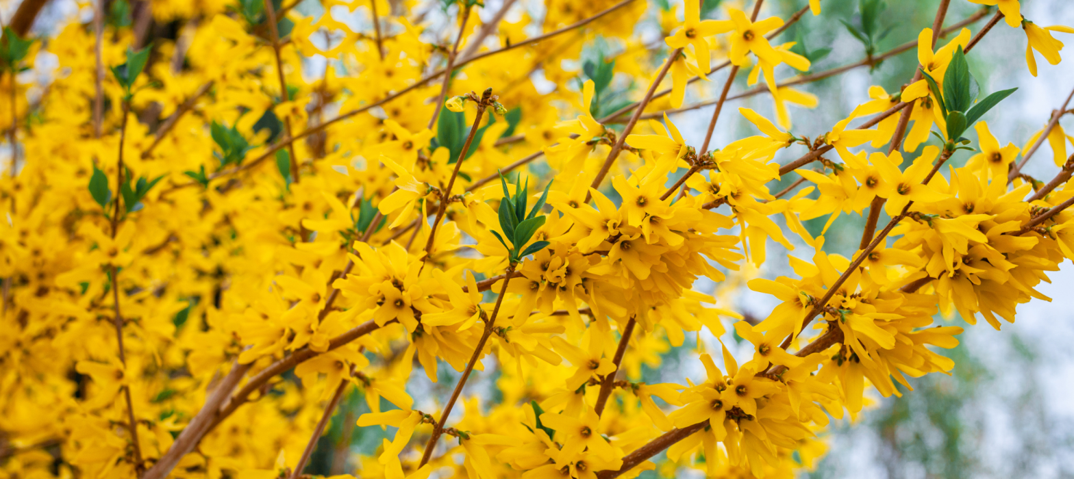 Is Forsythia Invasive on Long Island? The Pretty Yellow Shrub With a Hidden Cost