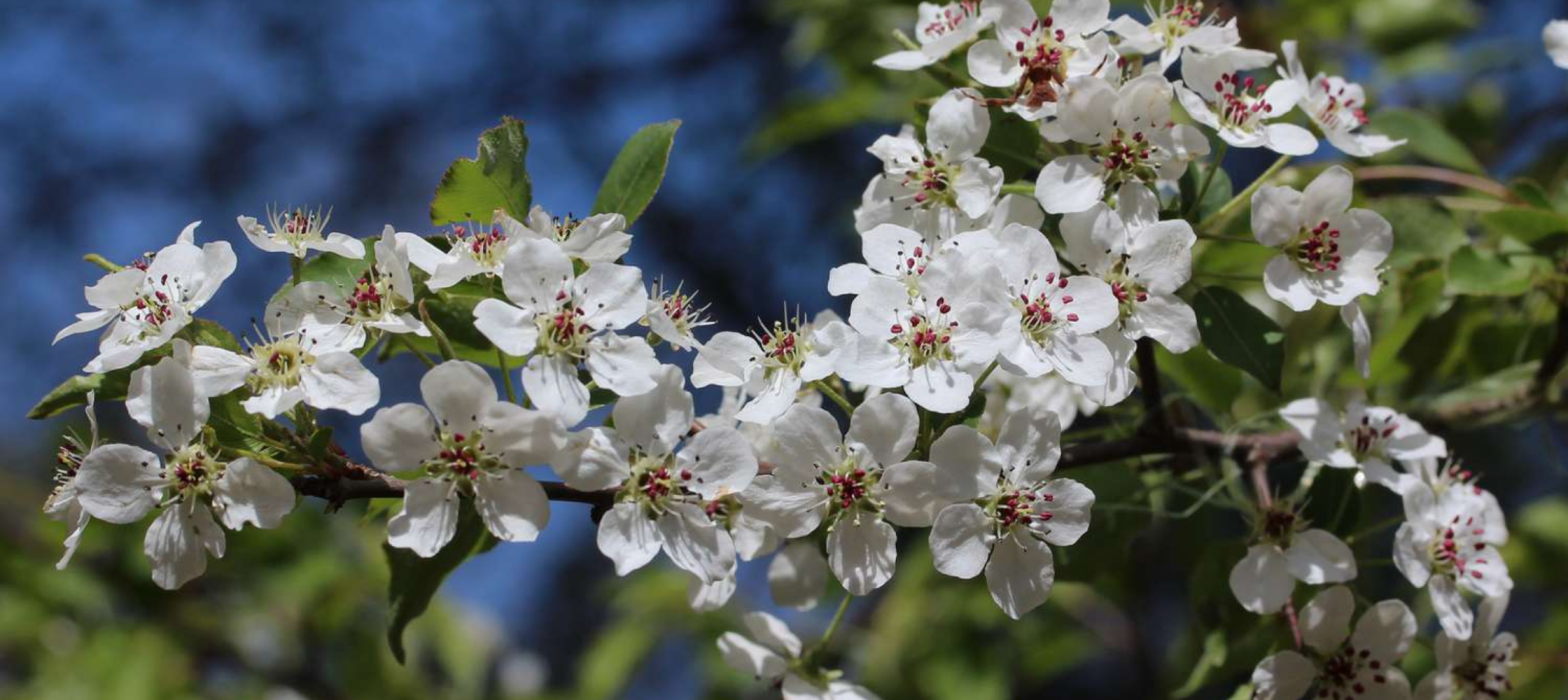 Bradford Pear Is Still Being Sold on Long Island — Here’s Why That’s a Problem