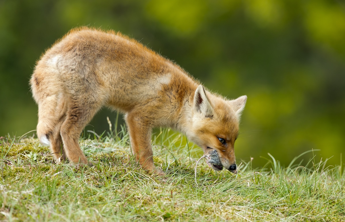 If You Want to Combat Lyme Disease, Bring On the Foxes!