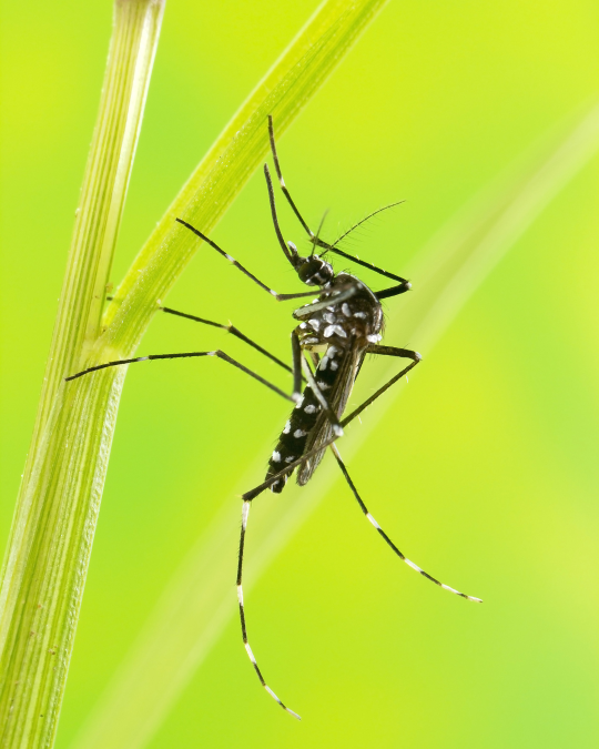 Skip the Spray: Two DIY Traps That Protect Your Yard (and Long Island’s Wildlife)