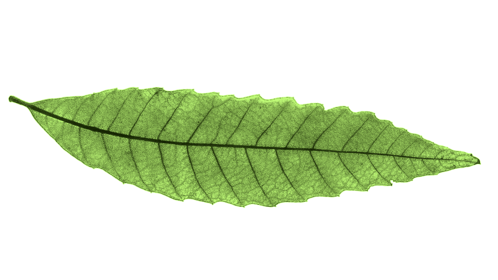 LICA Leaf Blank